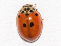 Adalia decempunctata